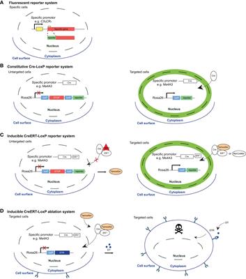 Shaping of the alveolar landscape by respiratory infections and long-term consequences for lung immunity